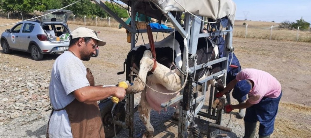PERİYODİK TIRNAK BAKIMLARI DEVAM EDİYOR
