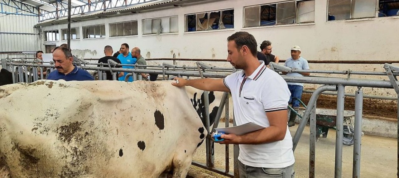 SIĞIRLARDA SINIFLANDIRMA ÇALIŞMALARINA BAŞLANILDI