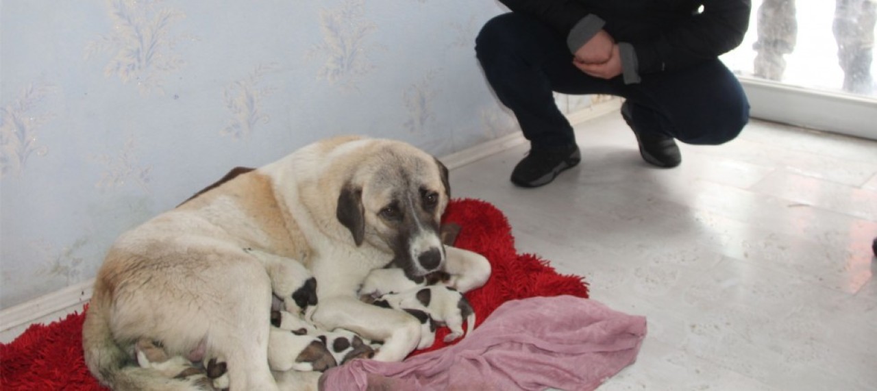 SOKAKTA DOĞUM YAPAN KÖPEK VE YAVRULARINA ESNAF SAHİP ÇIKTI
