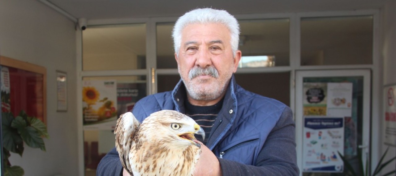 TAŞOVA İLÇESİNDE YARALI BULUNAN ŞAHİN KORUMAYA ALINDI