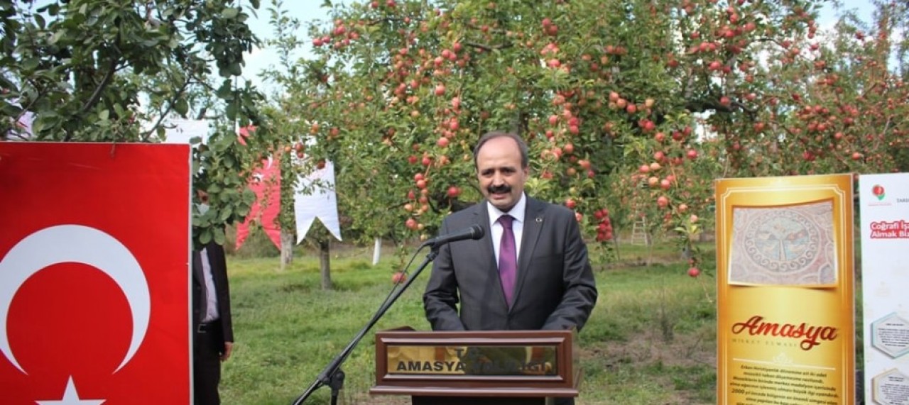 TÜRKİYE’DEKİ ELMA ÜRETİMİNİN YÜZDE 3.8’İ AMASYA’DAN