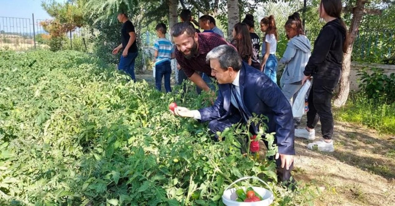 TÜRKMEN, ÖĞRENCİLERLE HASAT YAPTI