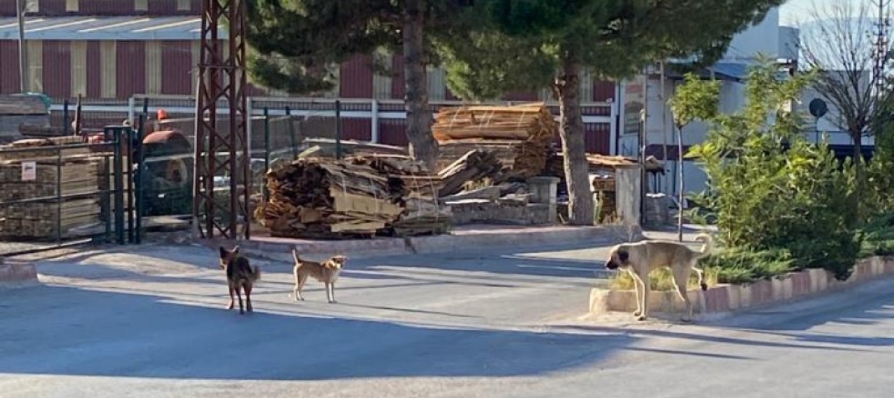 VELİLERİN KÖPEK İSYANI