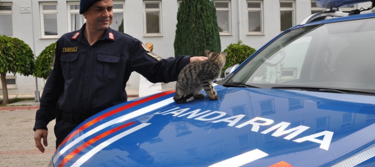 YARALI KEDİYE JANDARMA SAHİP ÇIKTI
