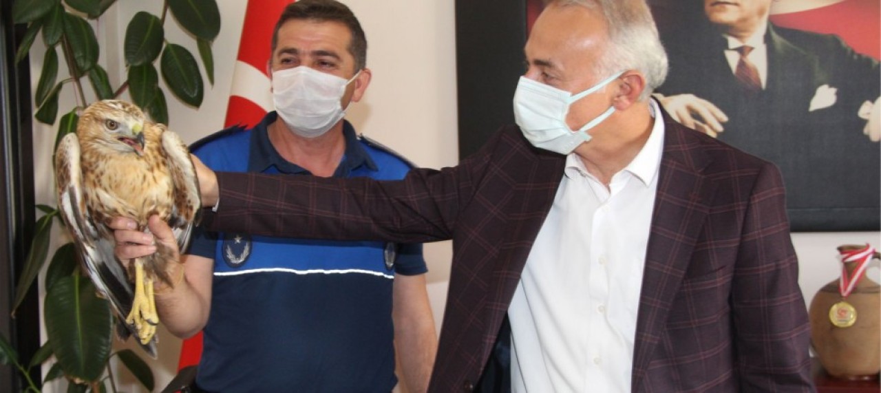 YARALI KIZIL ŞAHİN TEDAVİ ALTINA ALINDI