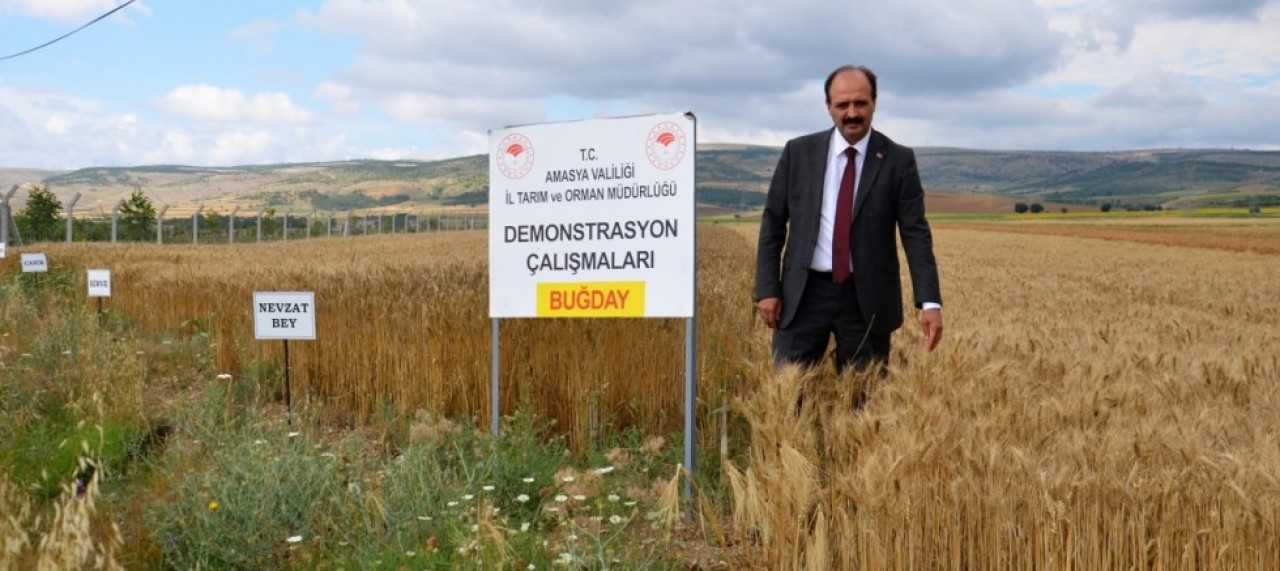 YERLİ VE MİLLİ TOHUMLAR AMASYA'DA YEŞERİYOR