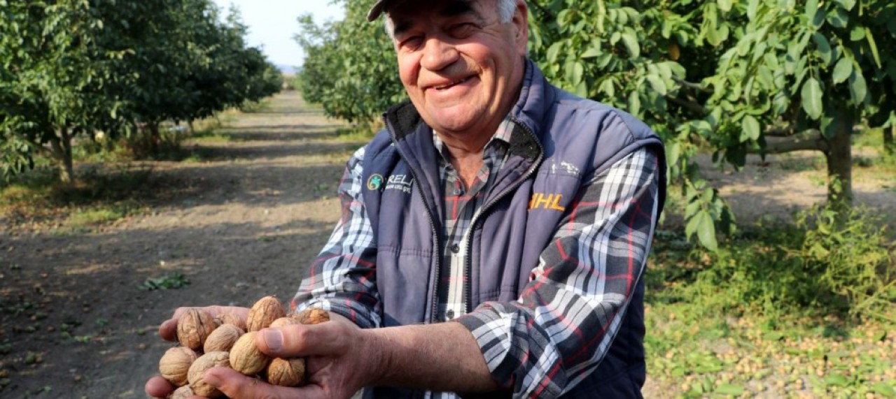 YILLIK ORTALAMA 20 TON CEVİZ ÜRETİLİYOR
