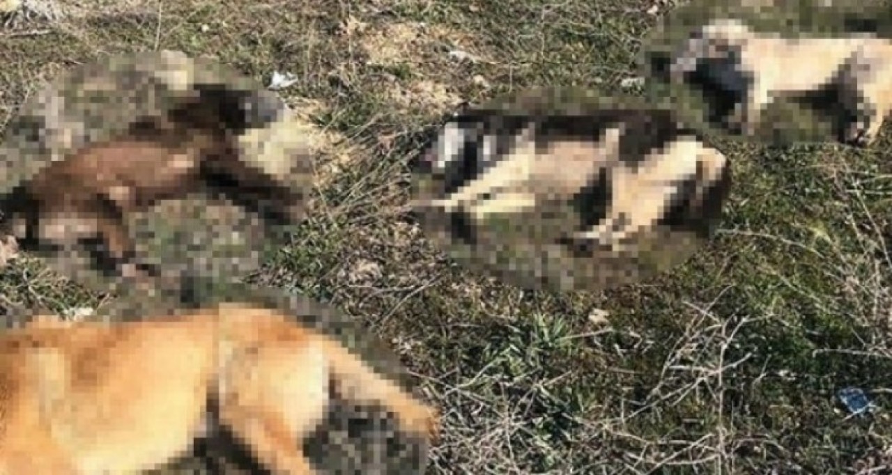 ZEHİRLENEREK Mİ ÖLDÜRÜLDÜLER?