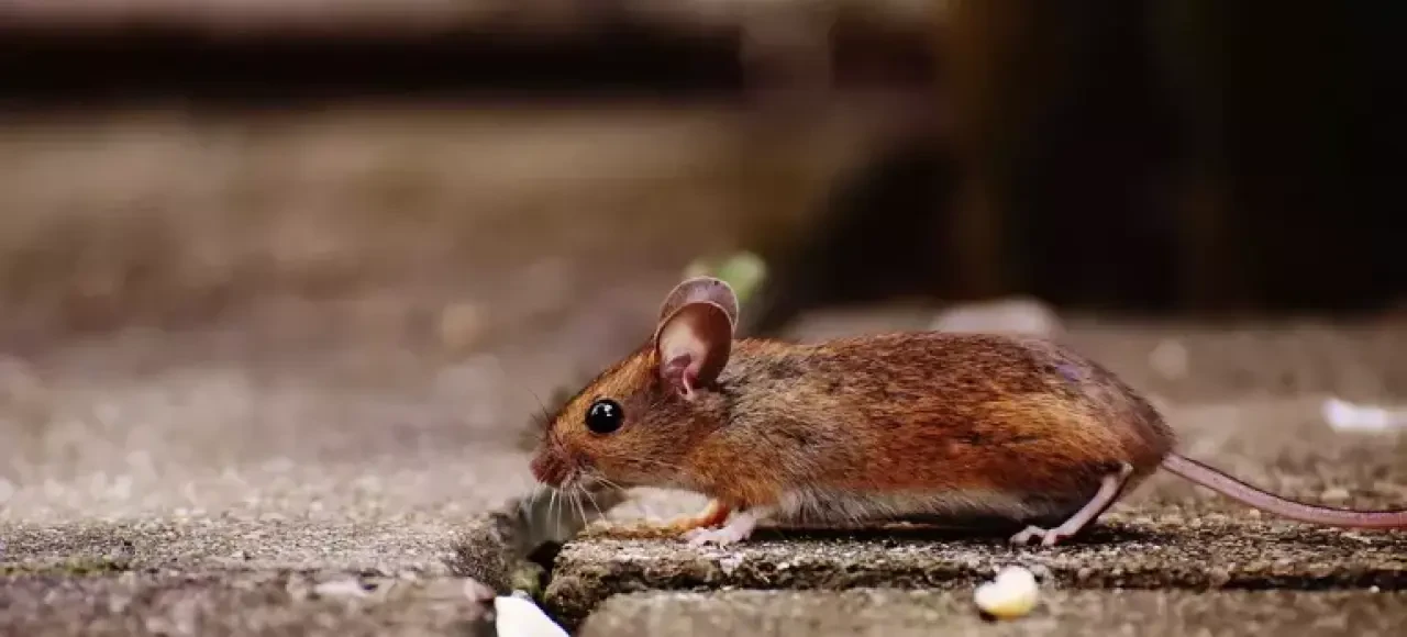 Rüyada Fare Görmek Ne Anlama Gelir? Gizli Düşmanlıklara, Maddi Kayıplara ve Uyarılara Dikkat! 9