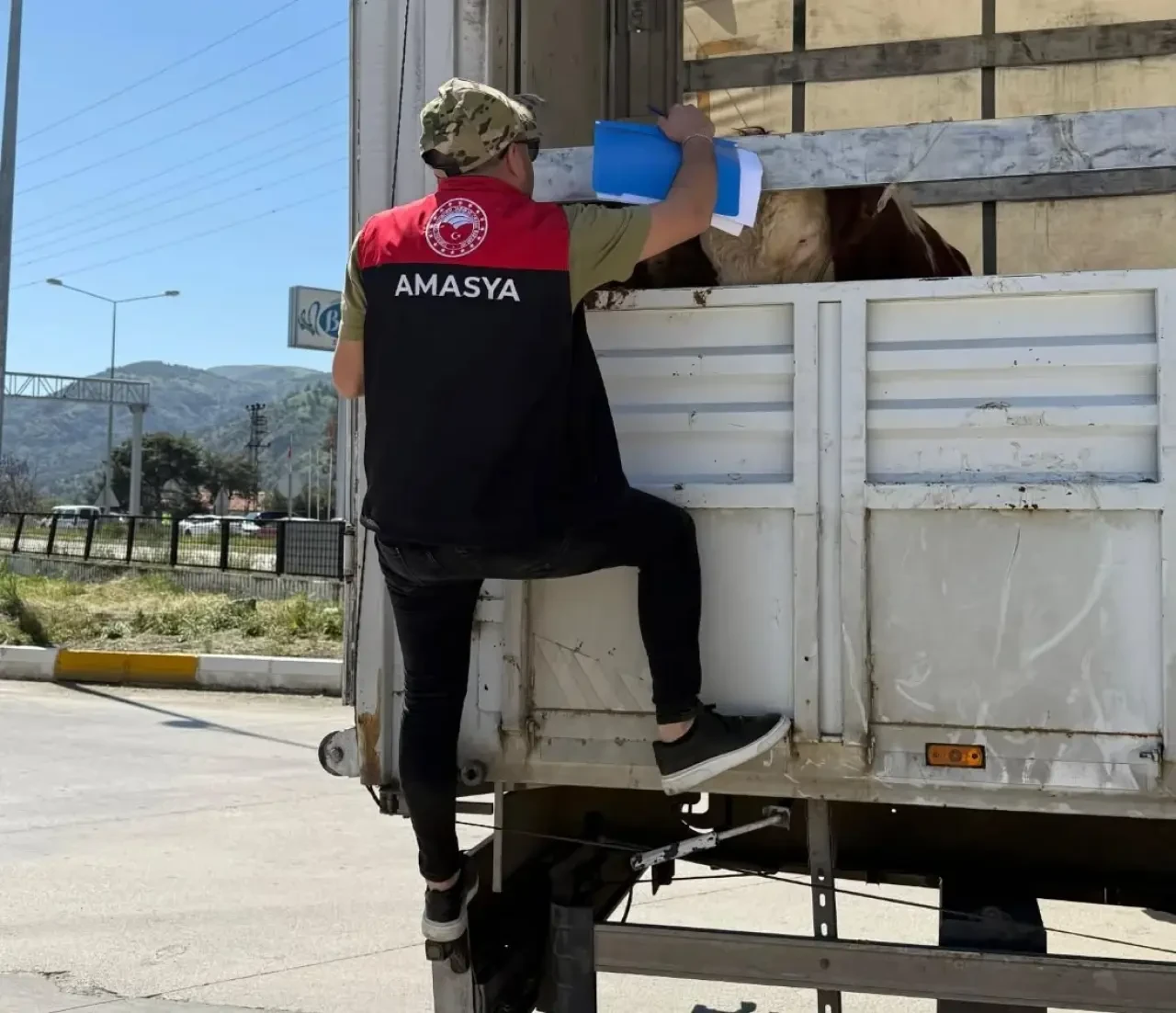 Kurban Bayramı Öncesi Amasya’da Hayvan Sevkiyatları Denetleniyor 3