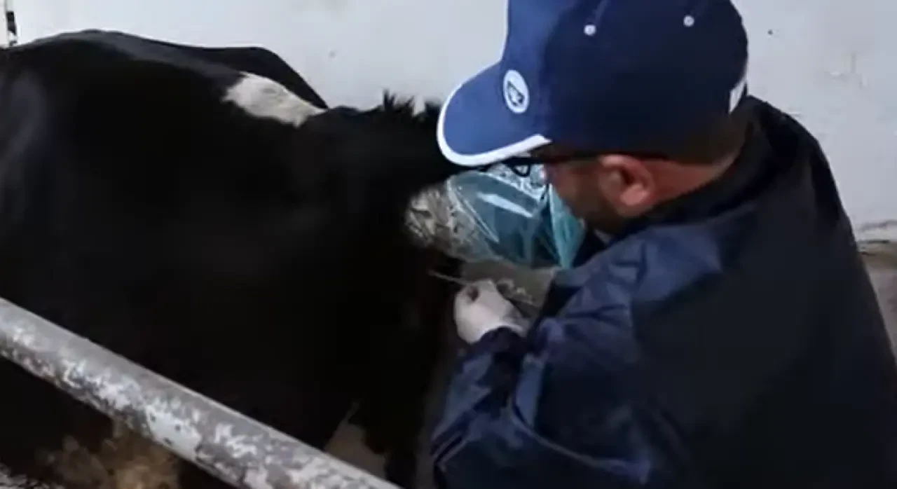 Amasya DSYB’den Suni Tohumlama Hamlesi: Hayvan Islahında Yeni Dönem 2