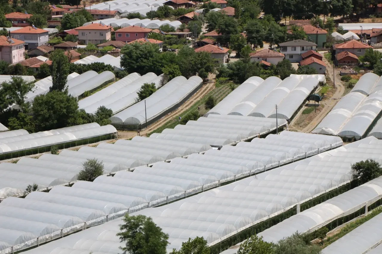Amasya’da Domates Hasadı Başladı: 2025 Yılı Üretim Beklentisi 100 Bin Tonu Aşıyor 4