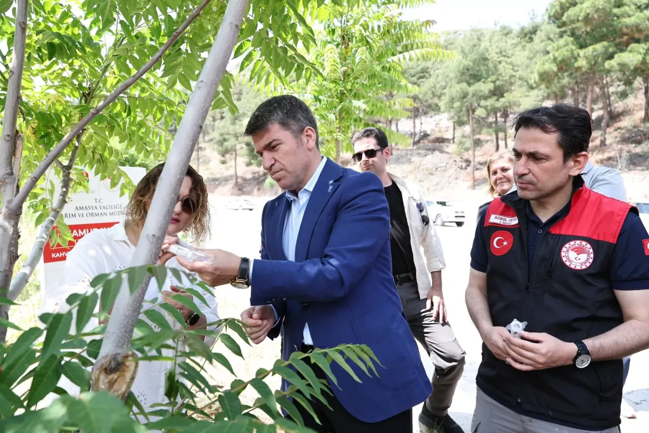 Amasya’da 3.000 Samuray Arısı Doğaya Salındı 5