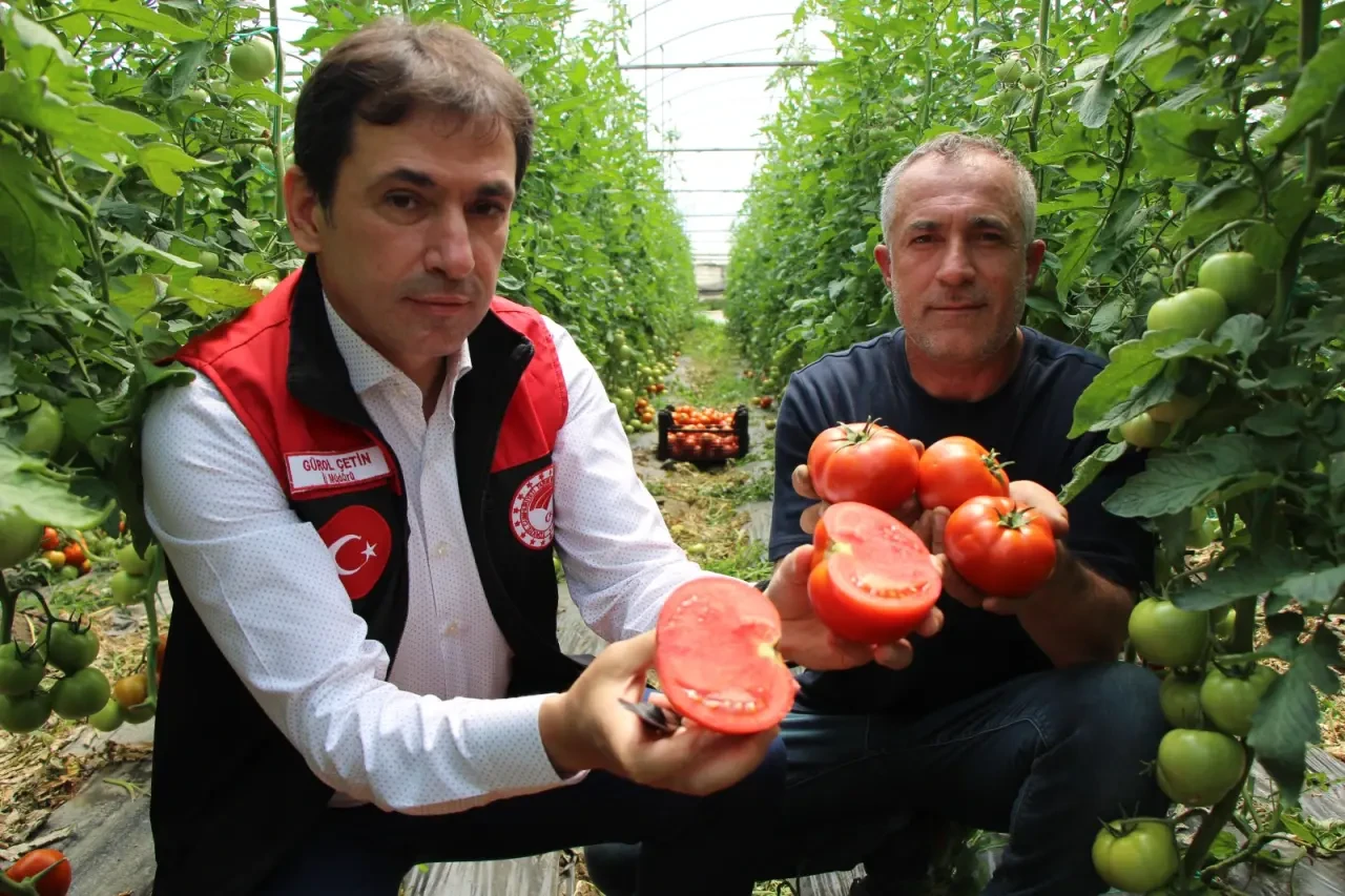 Amasya’da Domates Hasadı Başladı: 2025 Yılı Üretim Beklentisi 100 Bin Tonu Aşıyor 5