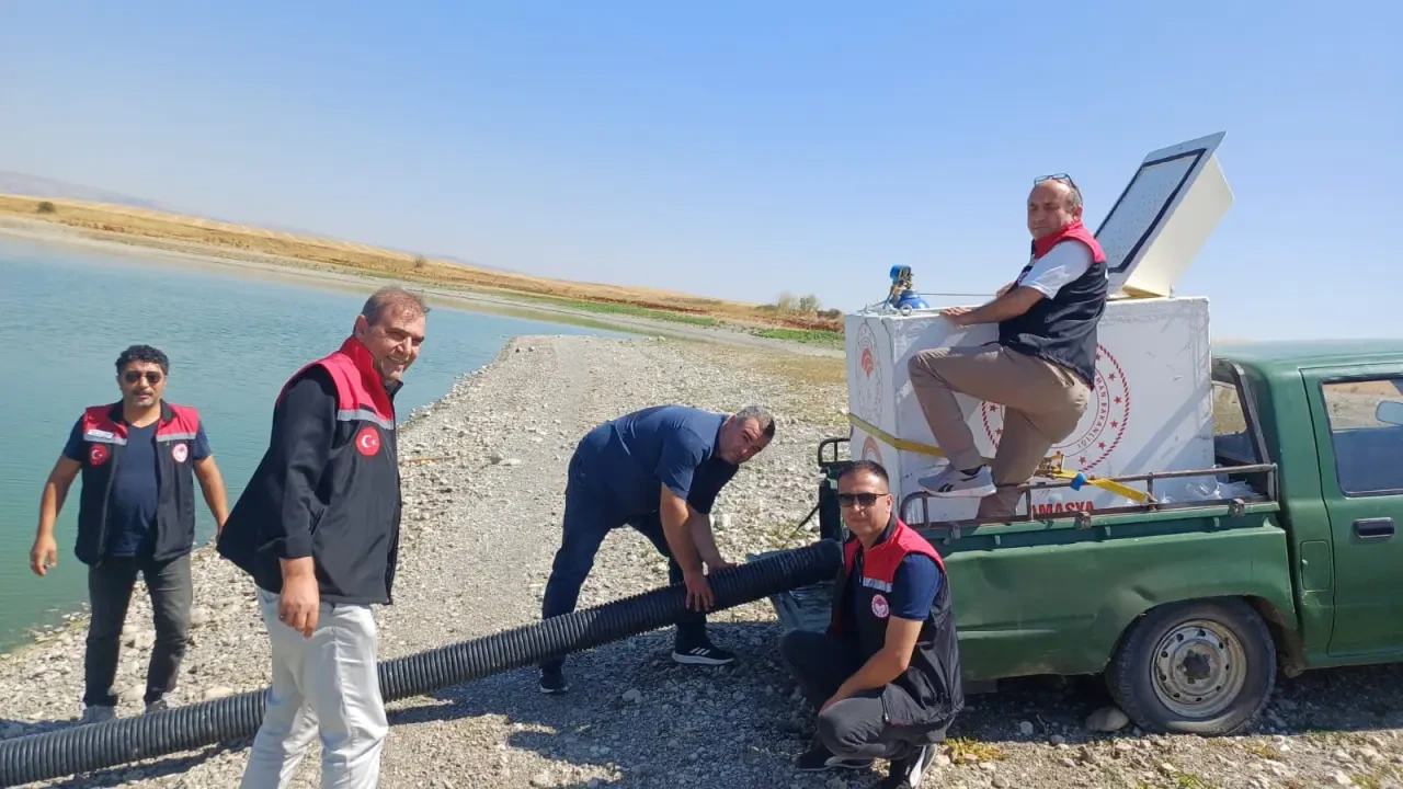 Merzifon’da 2 Gölete 200 Bin Sazan Yavrusu Bırakıldı 3