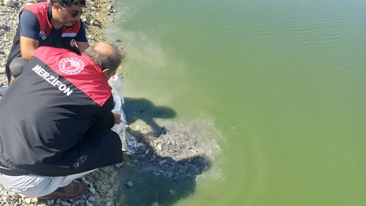 Merzifon’da 2 Gölete 200 Bin Sazan Yavrusu Bırakıldı 2