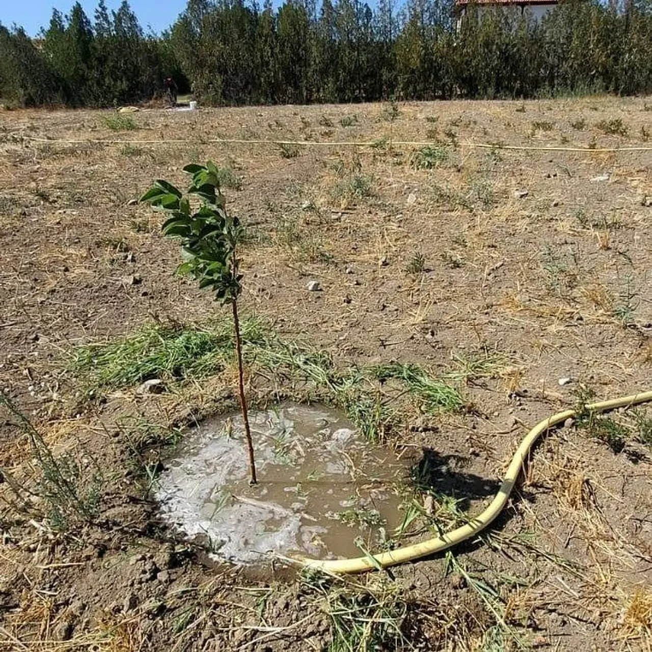 Amasya Misket Elması Gen Bahçesinde Fidan Bakımları Titizlikle Sürdürülüyor 4