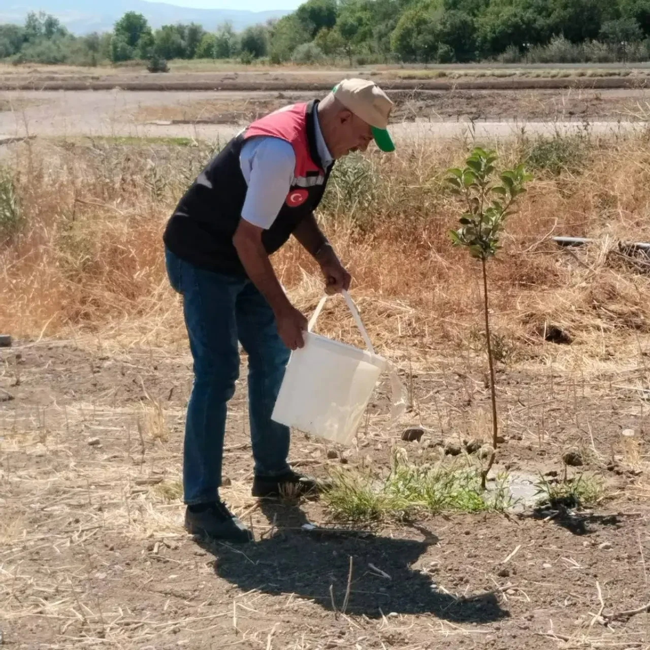 Amasya Misket Elması Gen Bahçesinde Fidan Bakımları Titizlikle Sürdürülüyor 2
