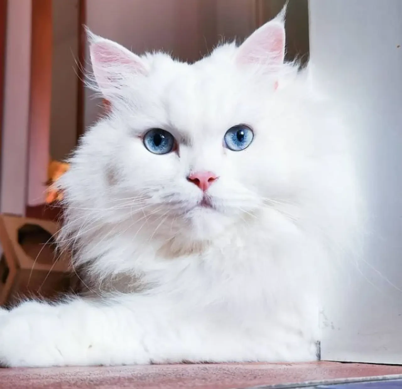 Rüyada Kedi Görmek Ne Demek? İşte Rüya Tabirleri ve Anlamları 4