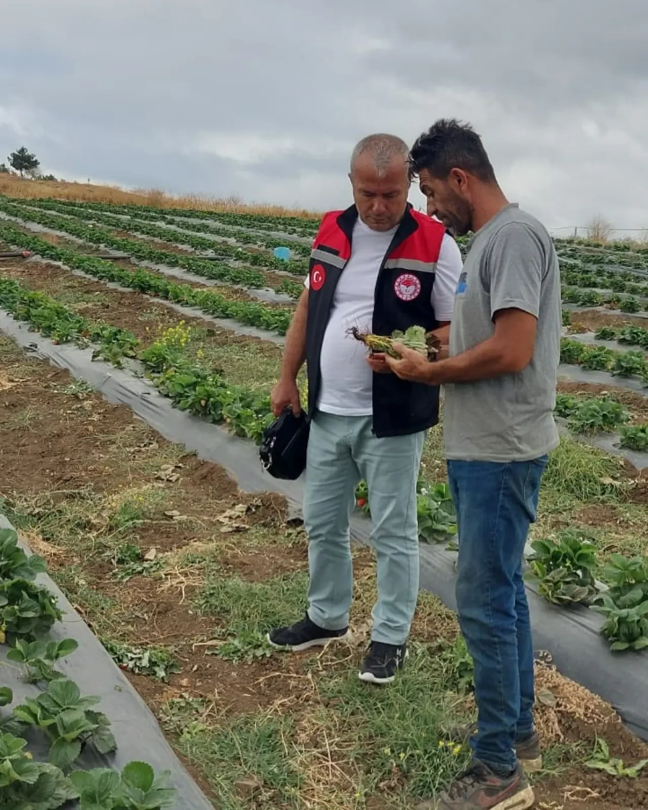 Amasya’da DOKAP Kapsamında Dağıtılan Fidan ve Fideler Kontrol Ediliyor 2