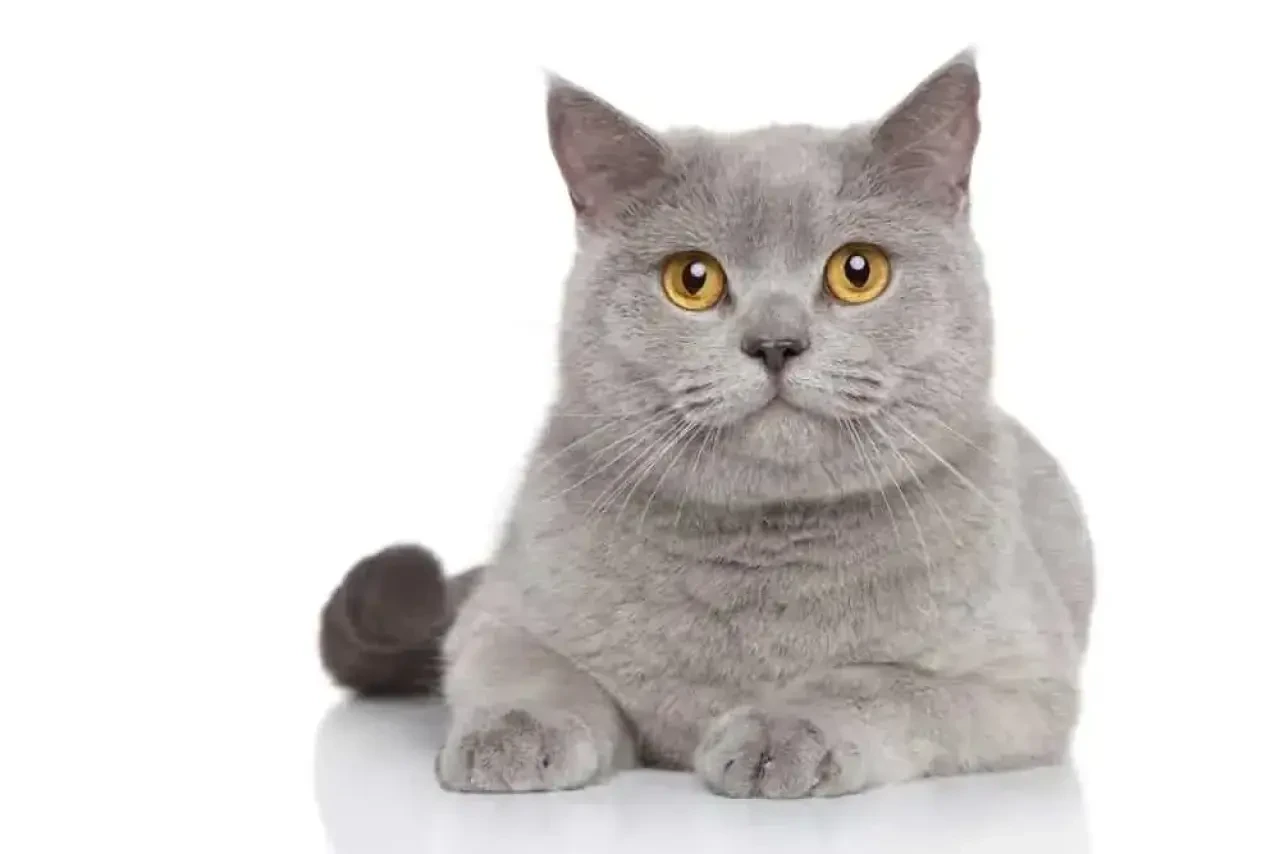 Rüyada Kedi Görmek Ne Demek? İşte Rüya Tabirleri ve Anlamları 1