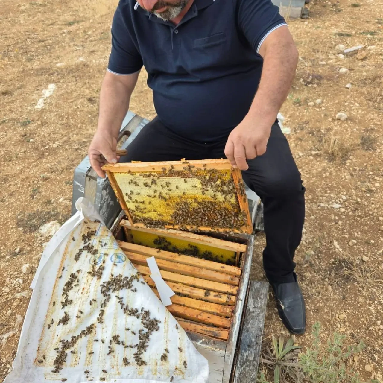 Amasya’da Arılı Kovan Destekleme Çalışmaları Başladı 5