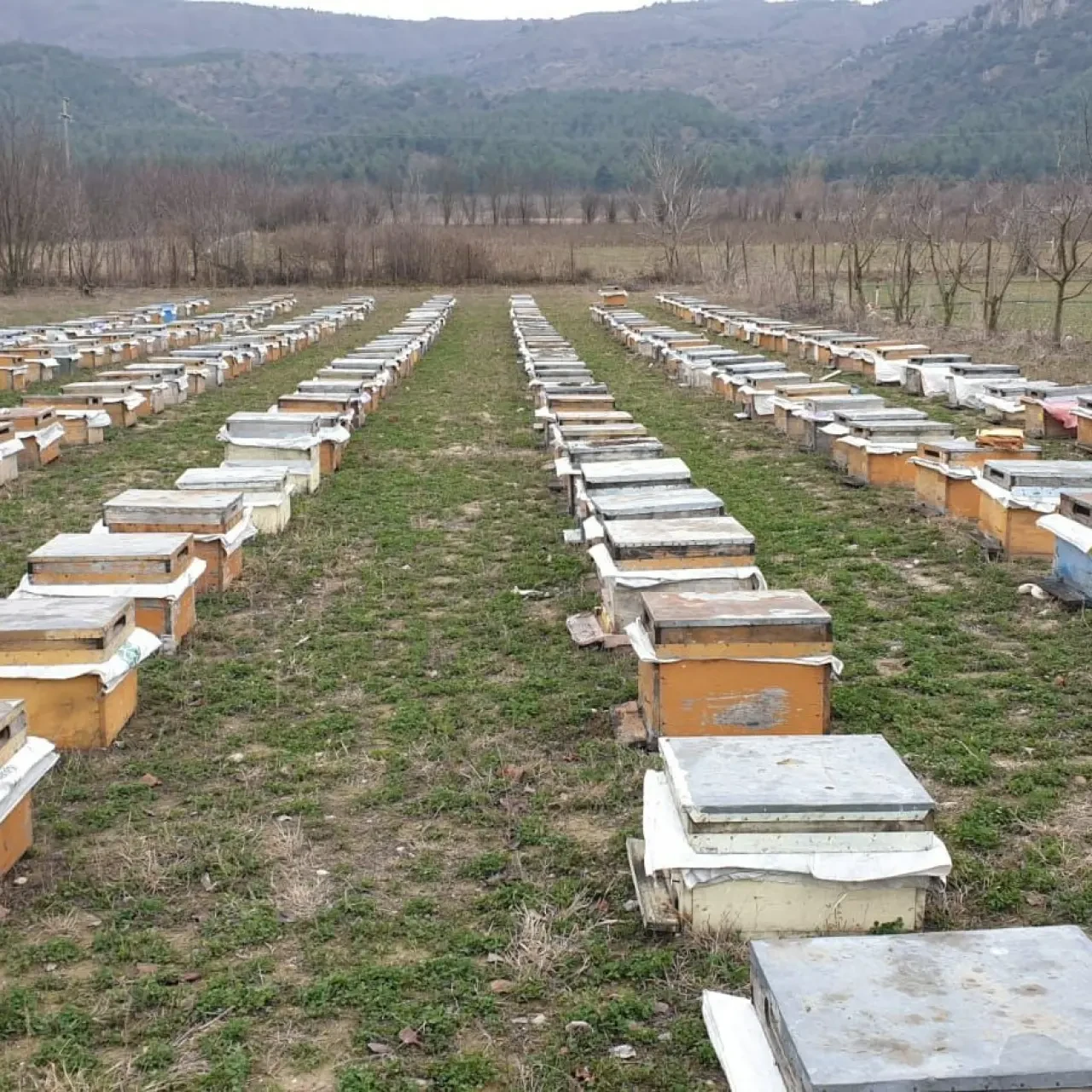 Amasya’da Arılı Kovan Destekleme Çalışmaları Başladı 4