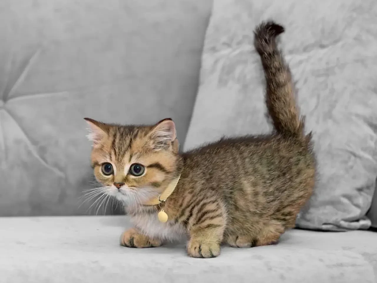 Rüyada Kedi Görmek Ne Demek? İşte Rüya Tabirleri ve Anlamları 2