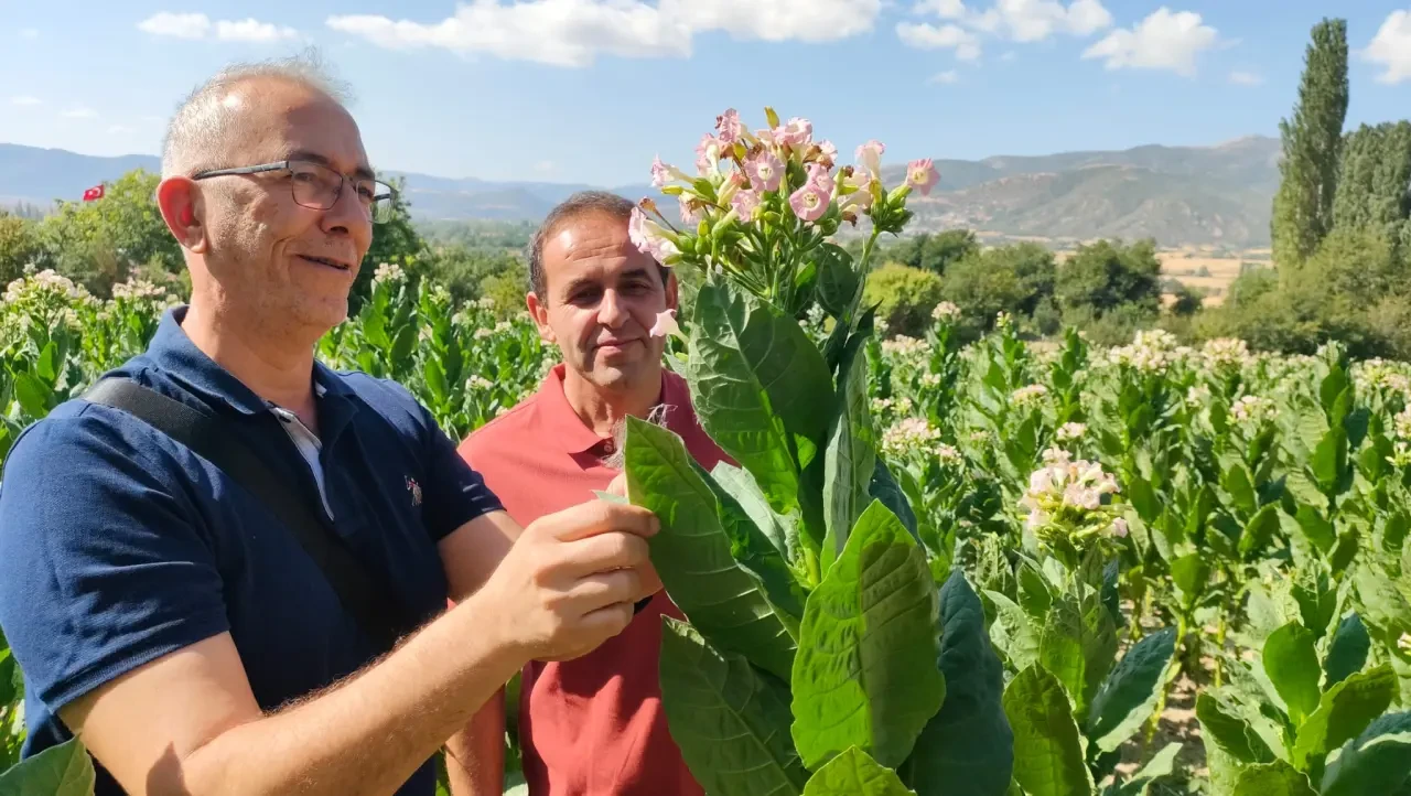 Amasya’da Tütün Tohumu Üretim Sahalarında Kontrol ve İnceleme 1