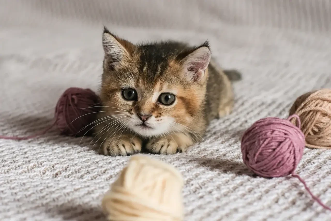 Rüyada Kedi Görmek Ne Demek? İşte Rüya Tabirleri ve Anlamları 3