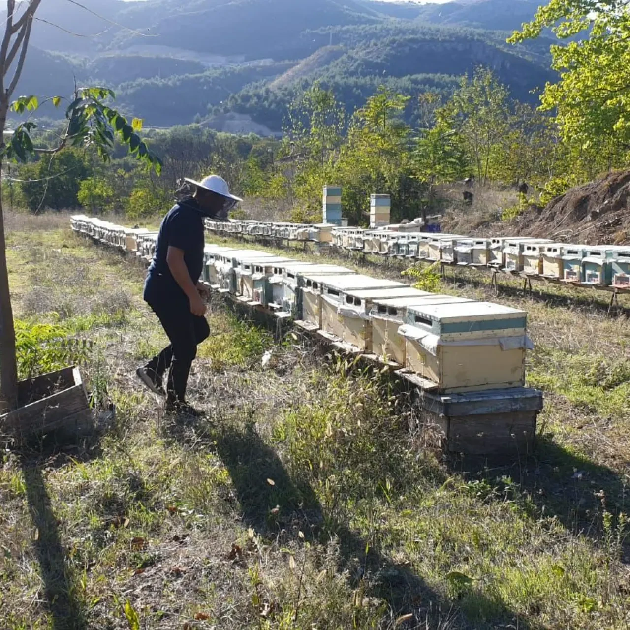 Amasya’da Arılı Kovan Destekleme Çalışmaları Başladı 2