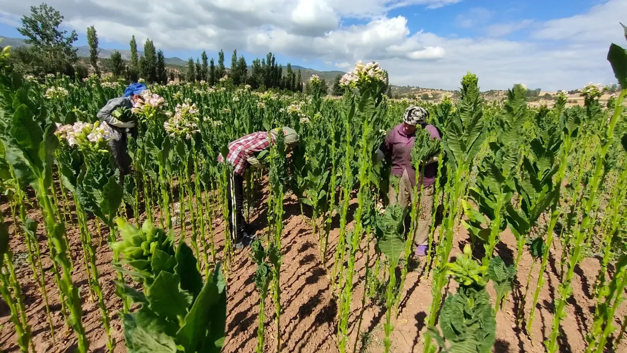 Amasya’da Tütün Tohumu Üretim Sahalarında Kontrol ve İnceleme 3