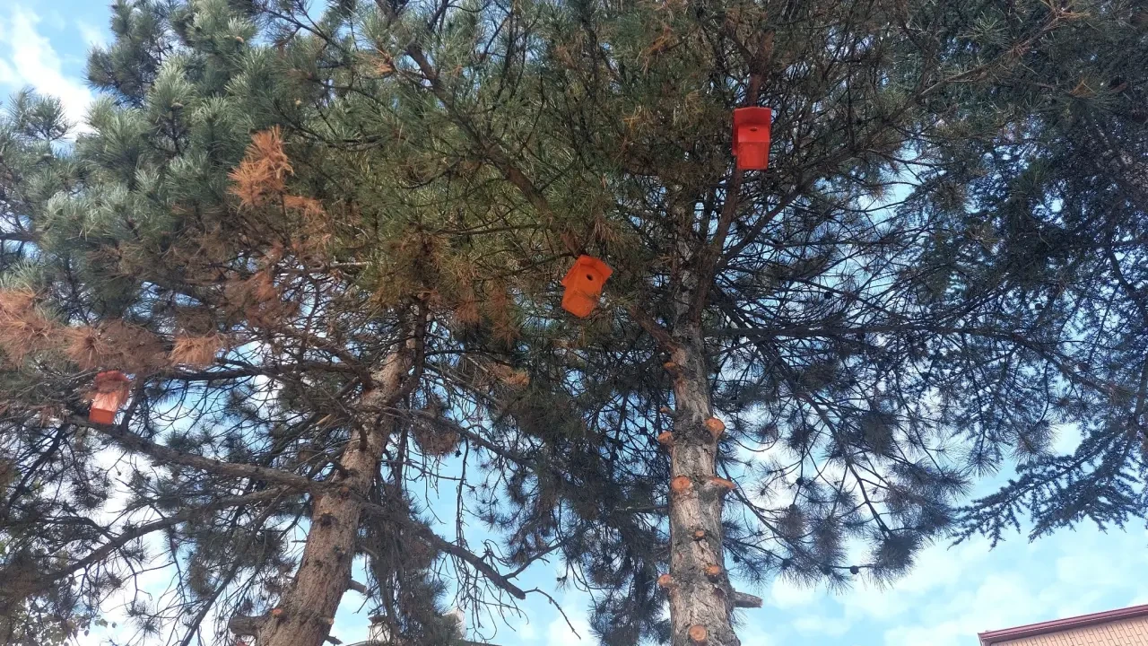 Gümüşhacıköy Sokak Hayvanları Etkinliği 2