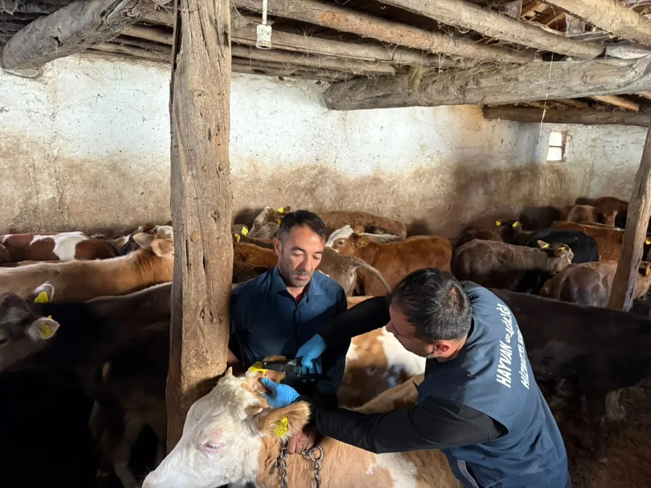 Kızıleğrek’te Hayvan Tespiti ve Kontrolleri Yapıldı 2