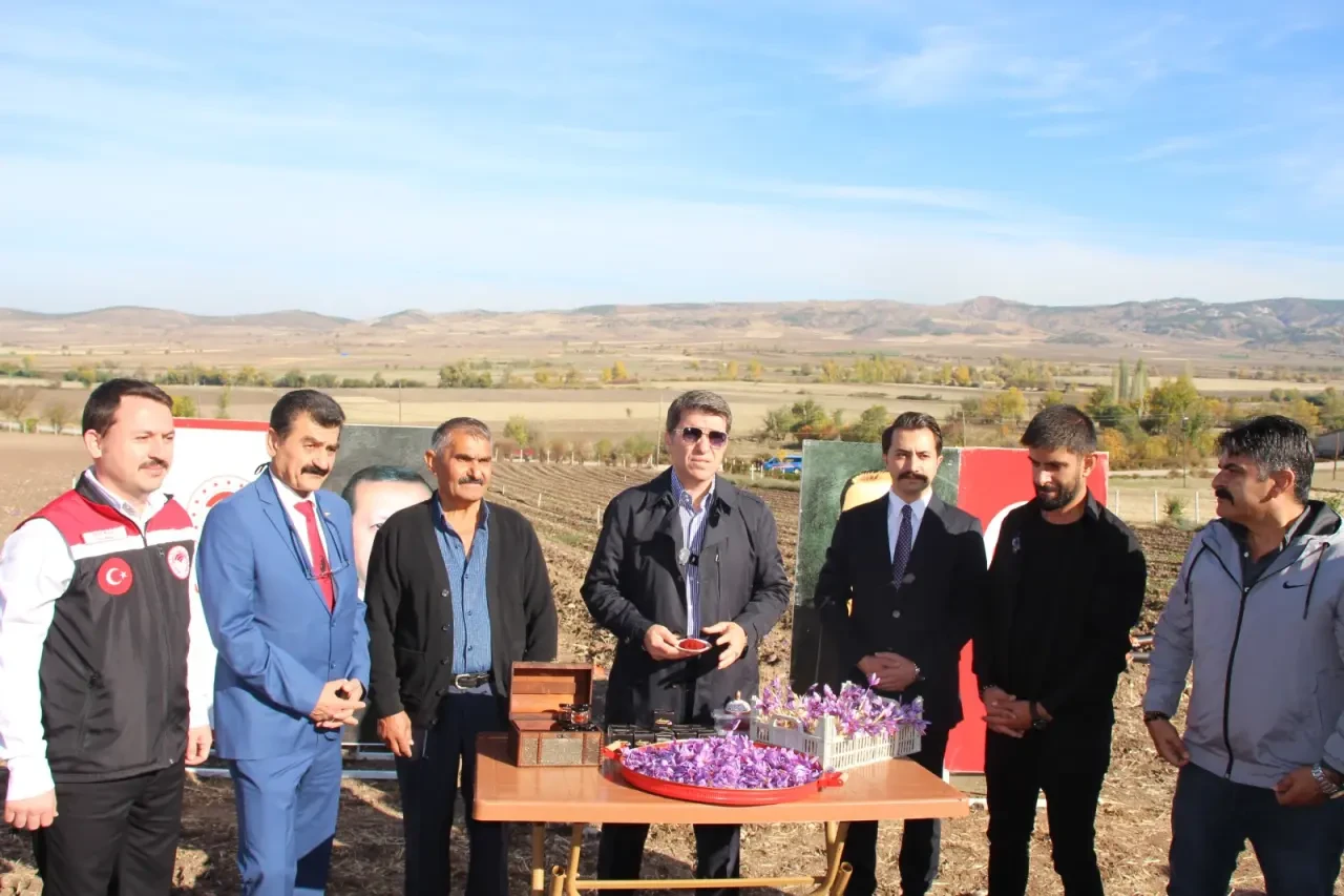 Ayvalıpınar Köyü’nde Safran Hasadı Başladı 3