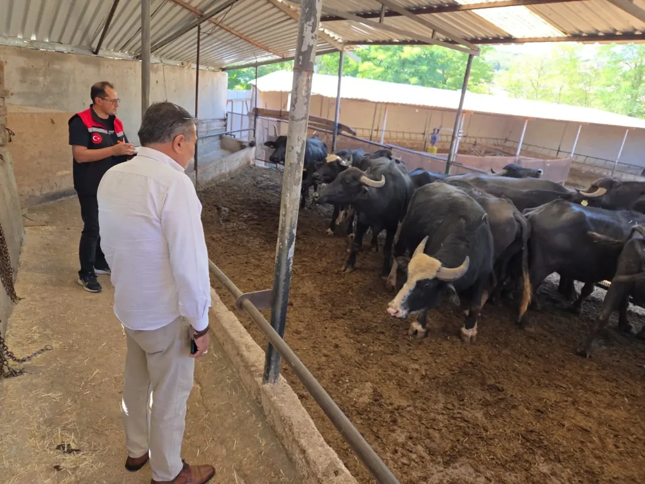 Amasya’da Halk Elinde Anadolu Mandası Projesi Tüm Hızıyla Sürüyor 1