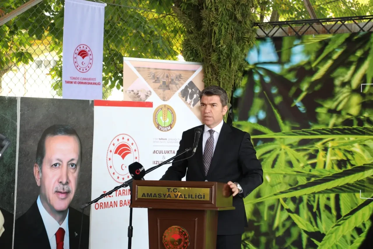 Gökhöyük’te Kenevir Hasadı Yapıldı 3