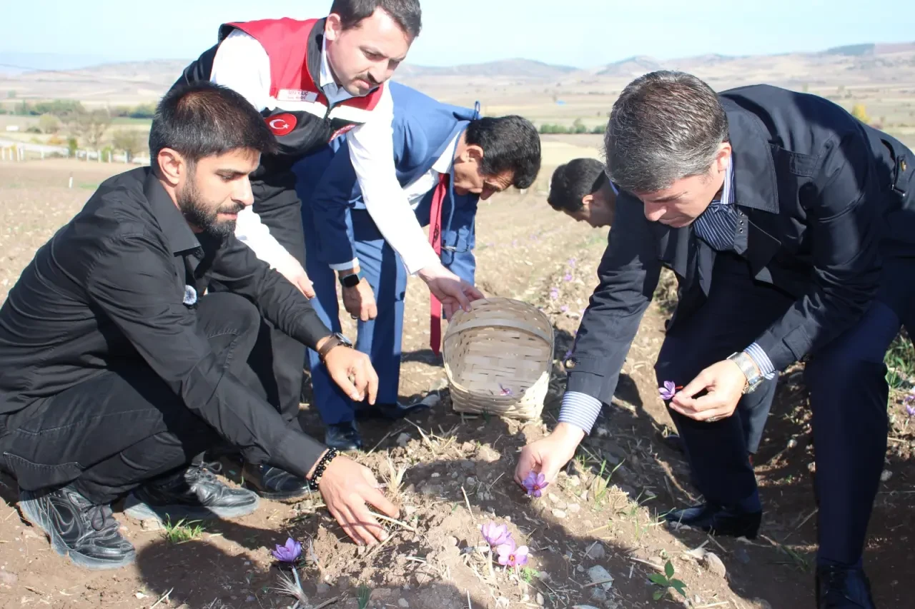 Ayvalıpınar Köyü’nde Safran Hasadı Başladı 1