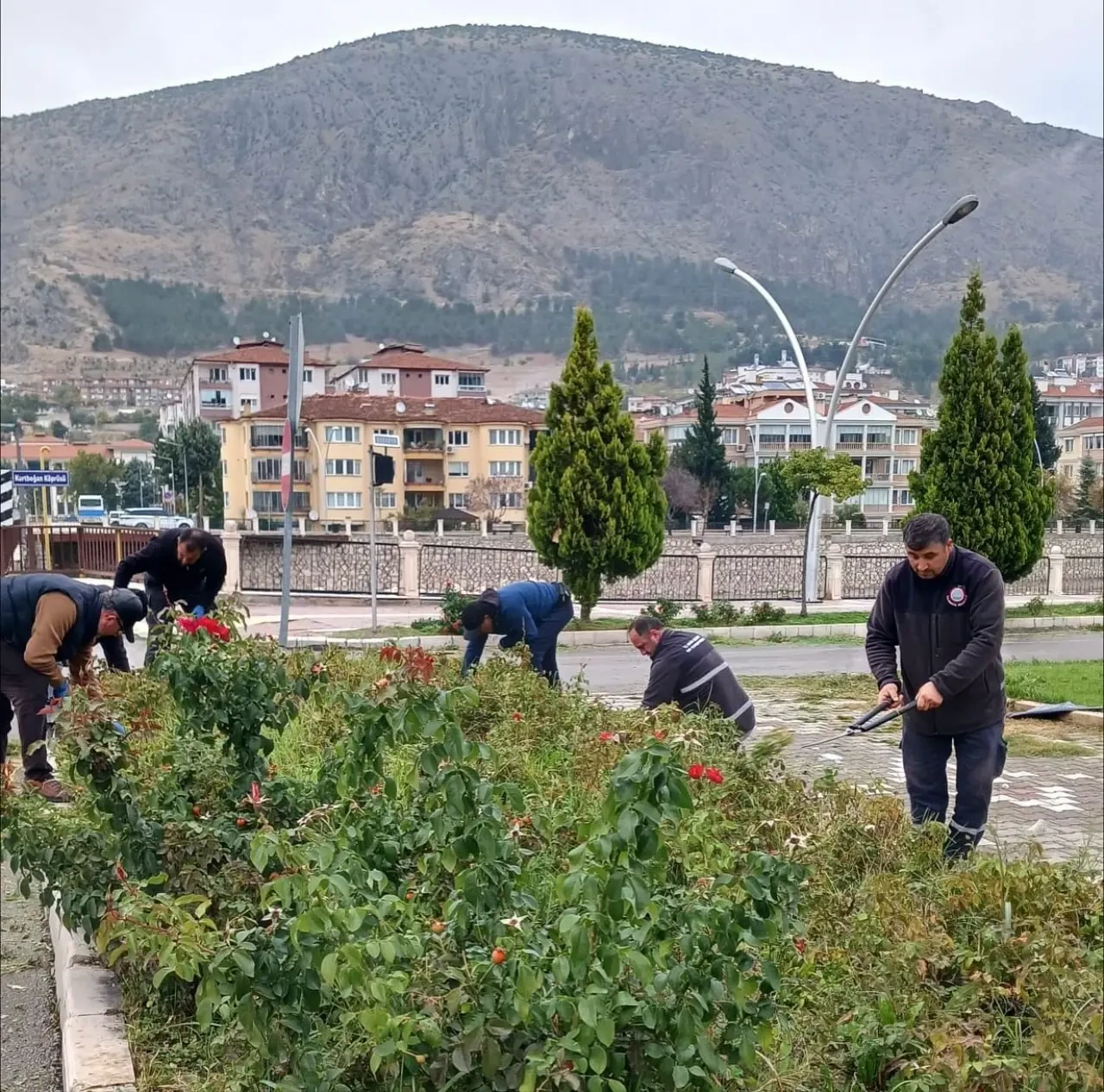 Amasya Belediyesi’nden Yeşil Alanlarda Mevsimsel Bakım Çalışmaları 5
