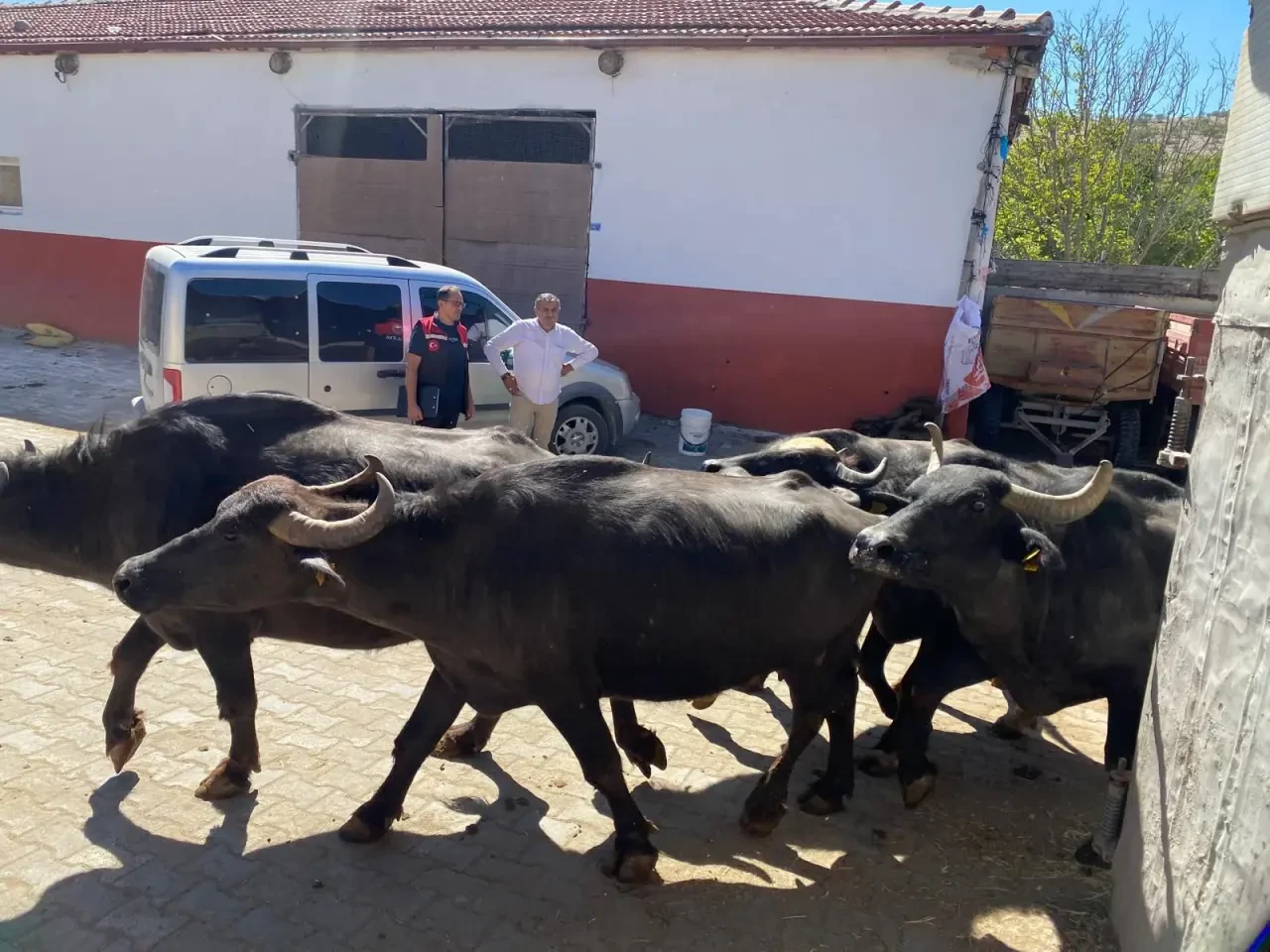 Amasya’da Halk Elinde Anadolu Mandası Projesi Tüm Hızıyla Sürüyor 3