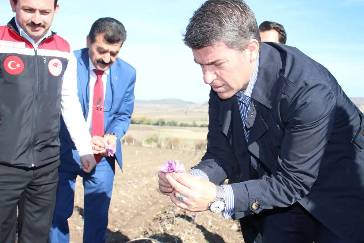 Ayvalıpınar Köyü’nde Safran Hasadı Başladı 2