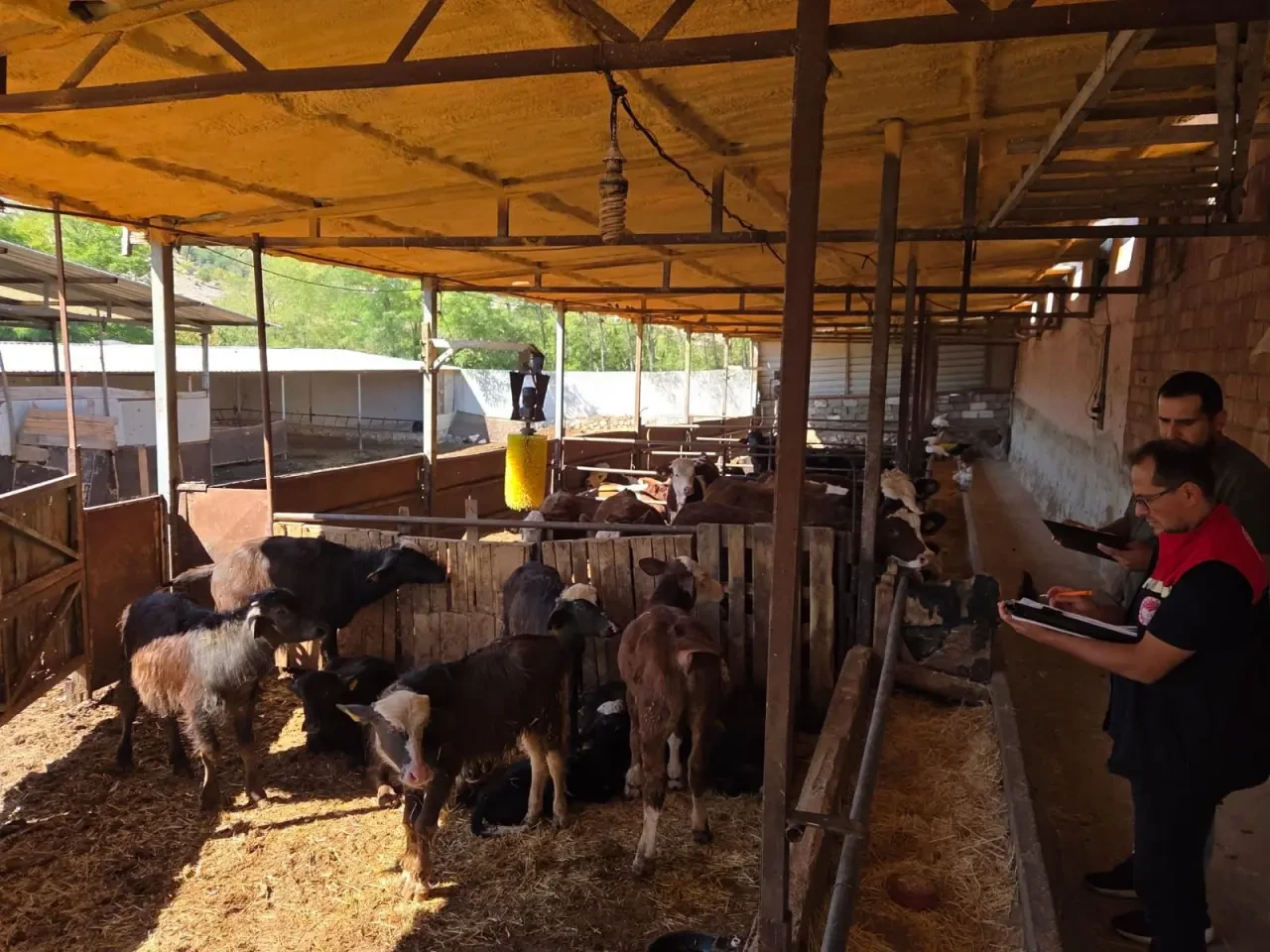 Amasya’da Halk Elinde Anadolu Mandası Projesi Tüm Hızıyla Sürüyor 2