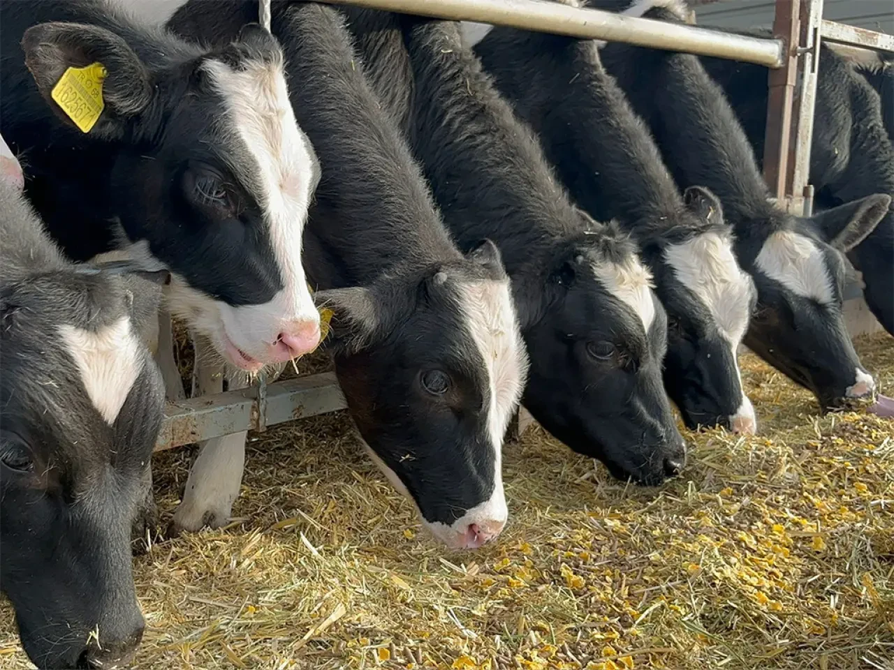 Amasya DSYB’den Tebrik Ziyareti 3