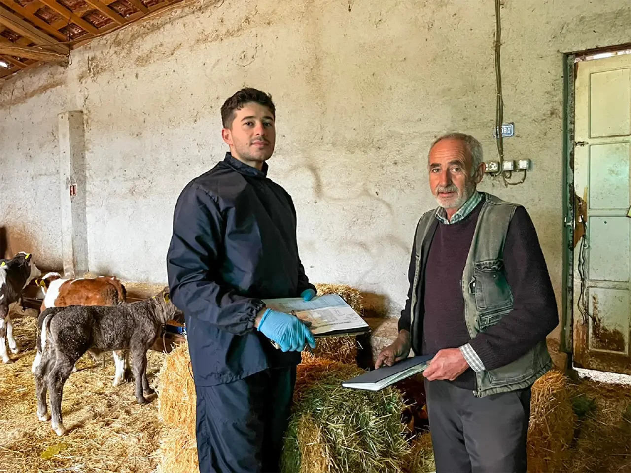 Amasya DSYB’den 43 Bin Buzağıya Küpe Uygulaması 2