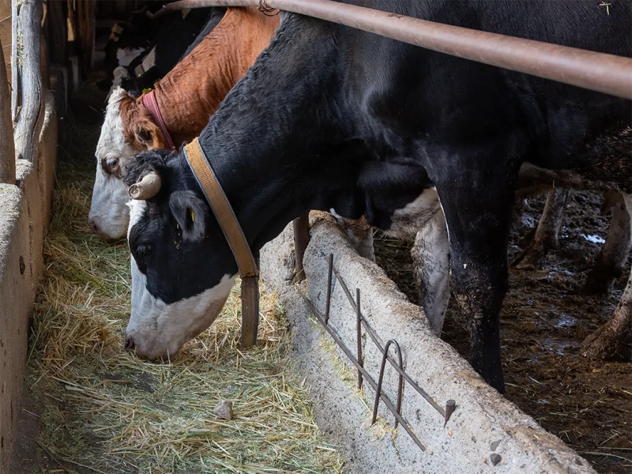 Amasya DSYB’den Üreticiye Yakın Takip 3
