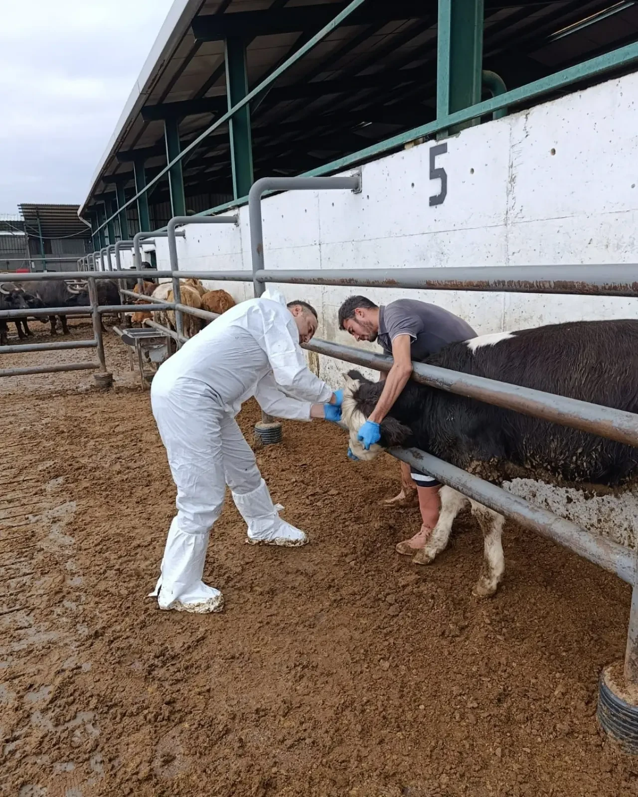 Şap ve Brucella Aşılama Çalışmaları İlde Aralıksız Devam Ediyor 2