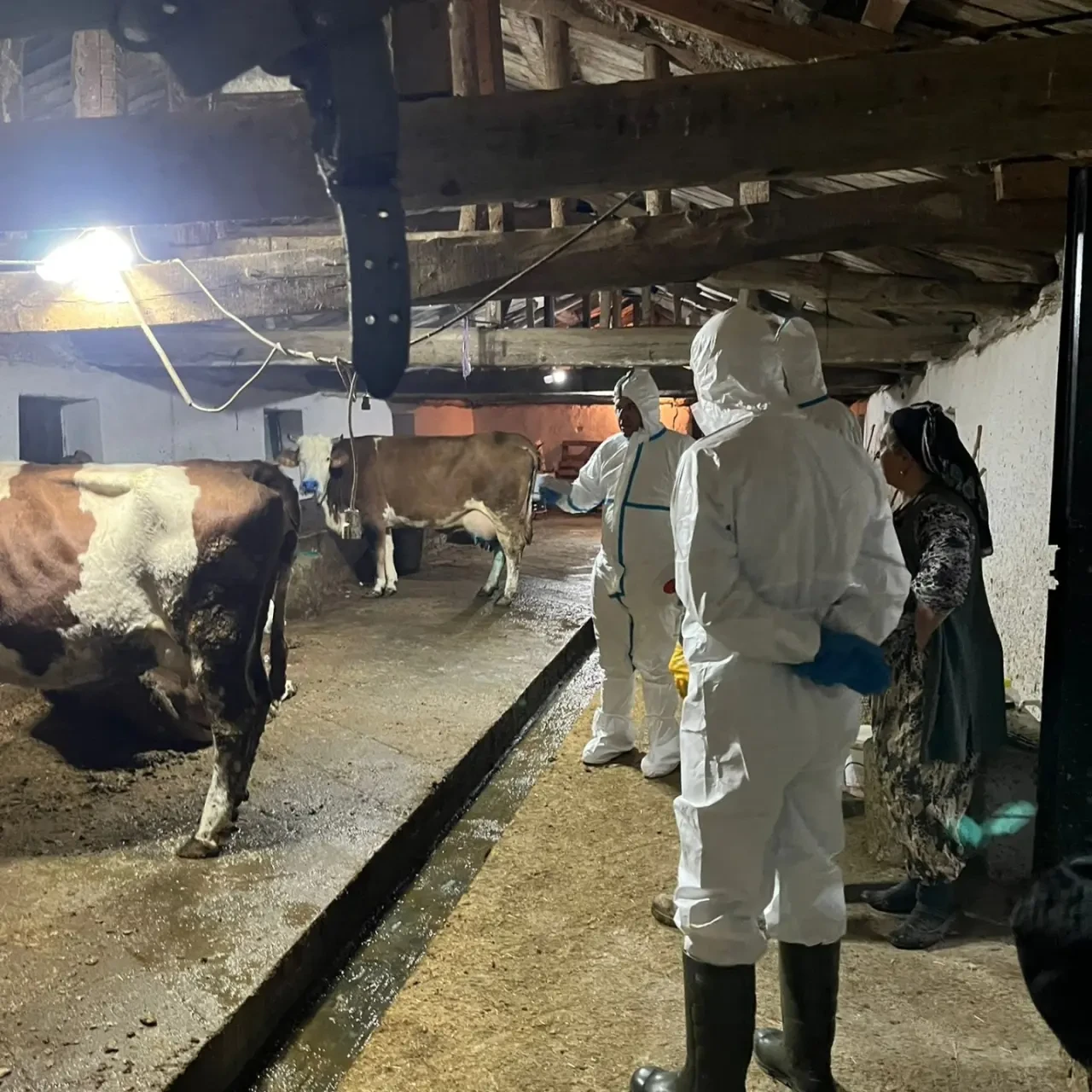 Merzifon’da Şap Hastalığına Karşı Mücadele 3