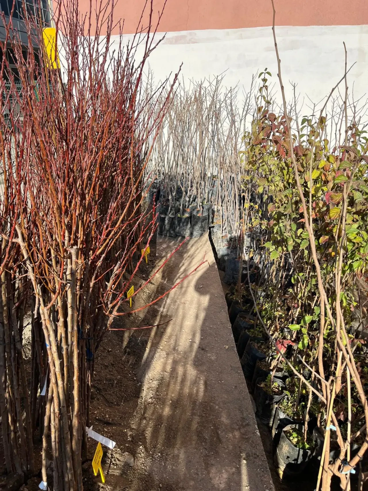 Merzifon Ziraat Odası’nda Meyve Fidanı Satışları Başladı 2