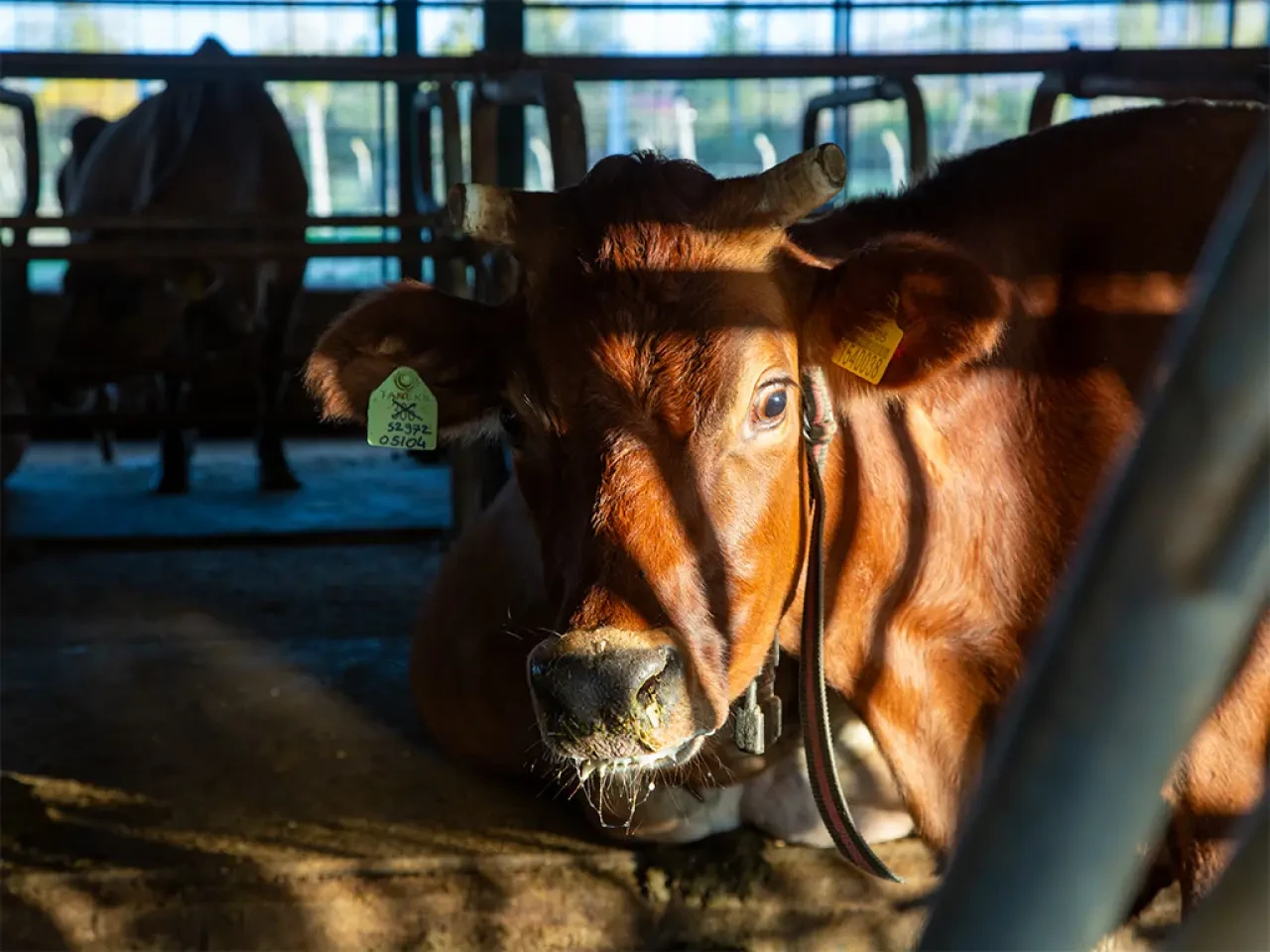 Merzifon’da Jersey Çiftliğine Teknik Dokunuş 2