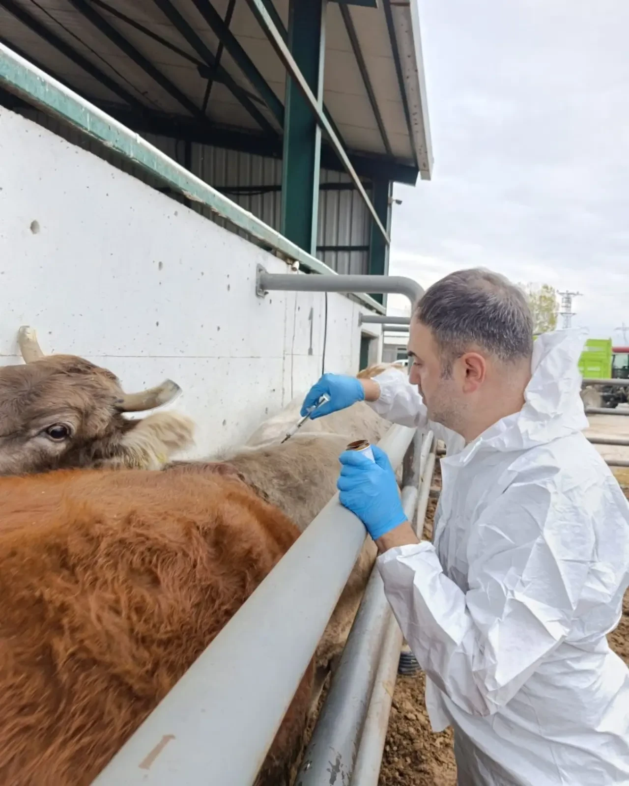 Şap ve Brucella Aşılama Çalışmaları İlde Aralıksız Devam Ediyor 1